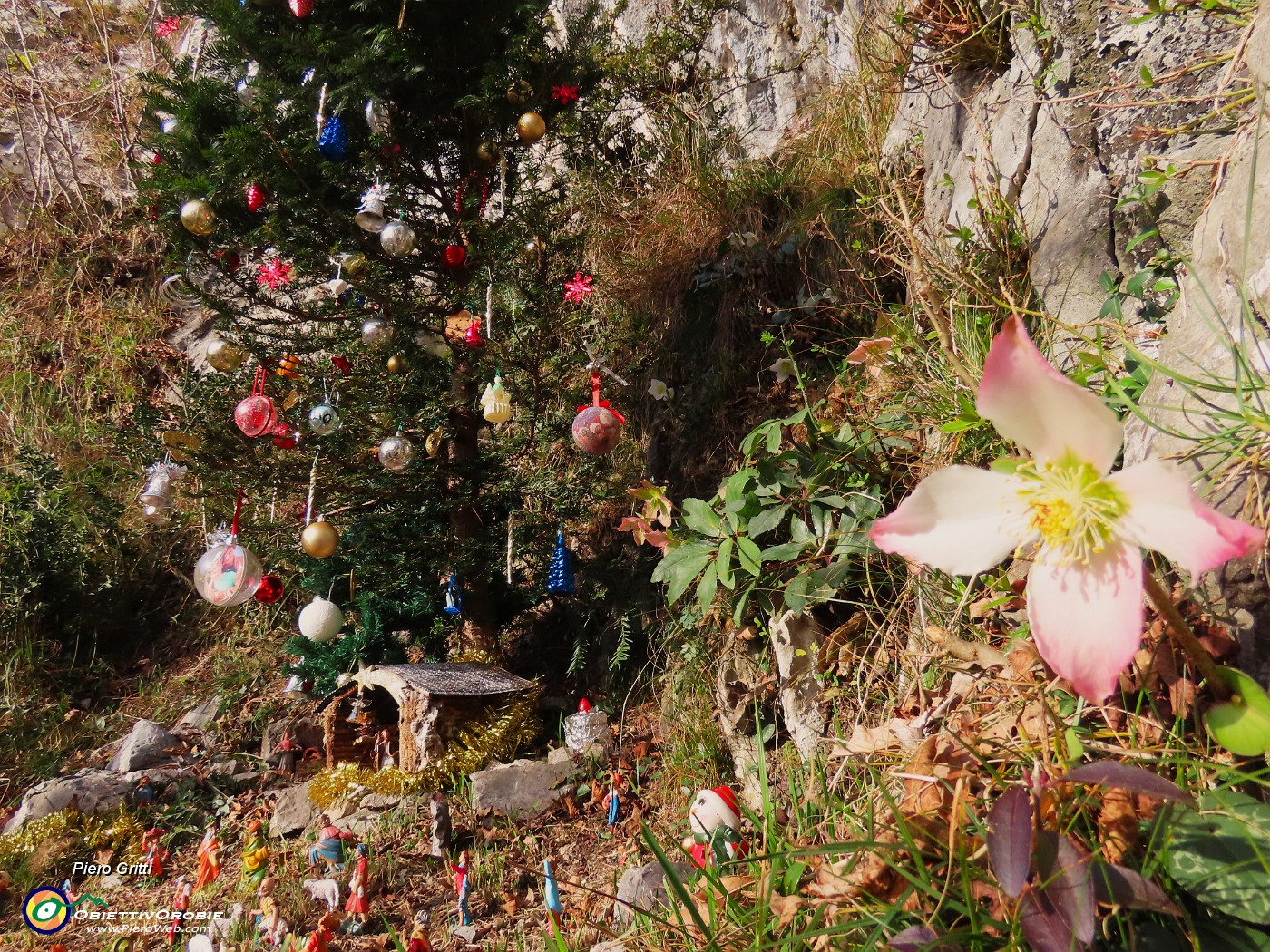 17 Albero di Natale naturale con fiori di 'Rosa di Natale'.JPG